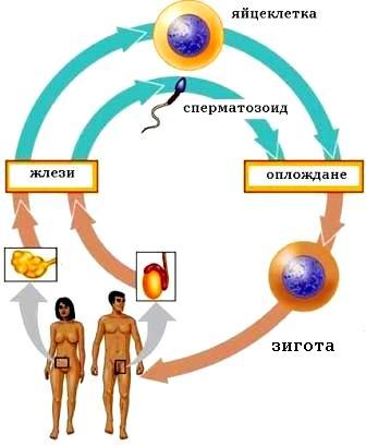 Тест "Структура и жизнени процеси при многоклетъчните организми ...